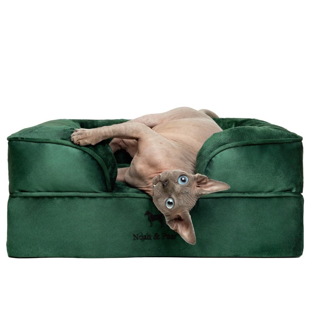 Noah & Paw Orthopedic Dog Bed – Small (Up to 30 lbs) | Washable, Non-Slip, Joint Support