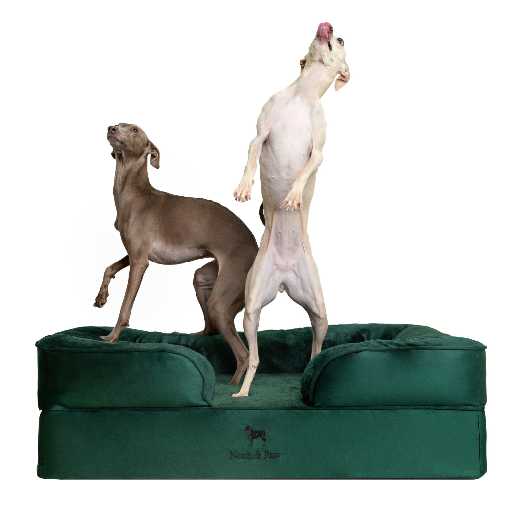 Noah & Paw Orthopedic Dog Bed – Medium (Up to 55 lbs) | Washable, Non-Slip, Joint Support