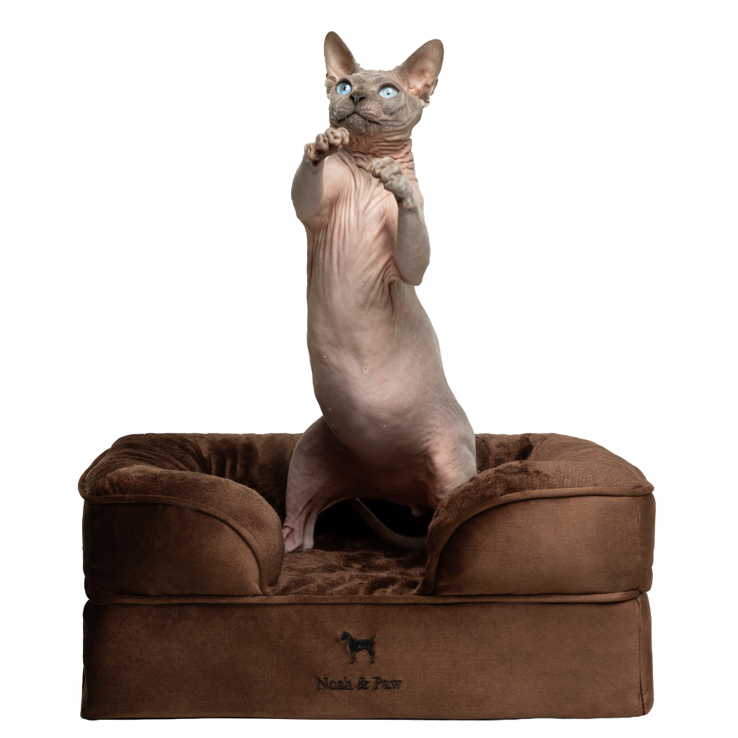 Noah & Paw Orthopedic Dog Bed – Small (Up to 30 lbs) | Washable, Non-Slip, Joint Support