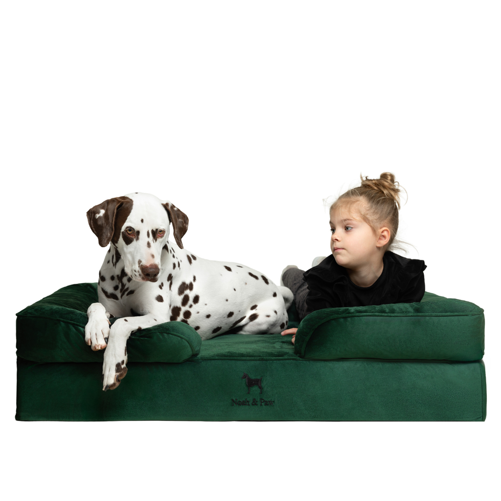 Noah & Paw Orthopedic Dog Bed – Large (Up to 90 lbs) | Washable, Non-Slip, Joint Support